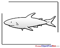 Coloring Shark free Illustration download