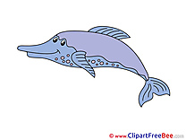 Dolphin Clip Art download for free
