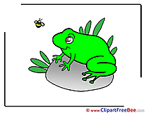 Frog download printable Illustrations