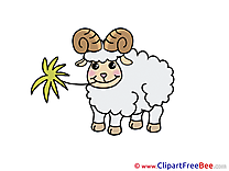 Sheep Clipart free Illustrations
