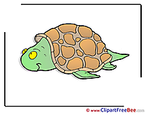 Turtle Clipart free Illustrations