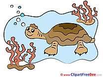 Turtle Pics download Illustration
